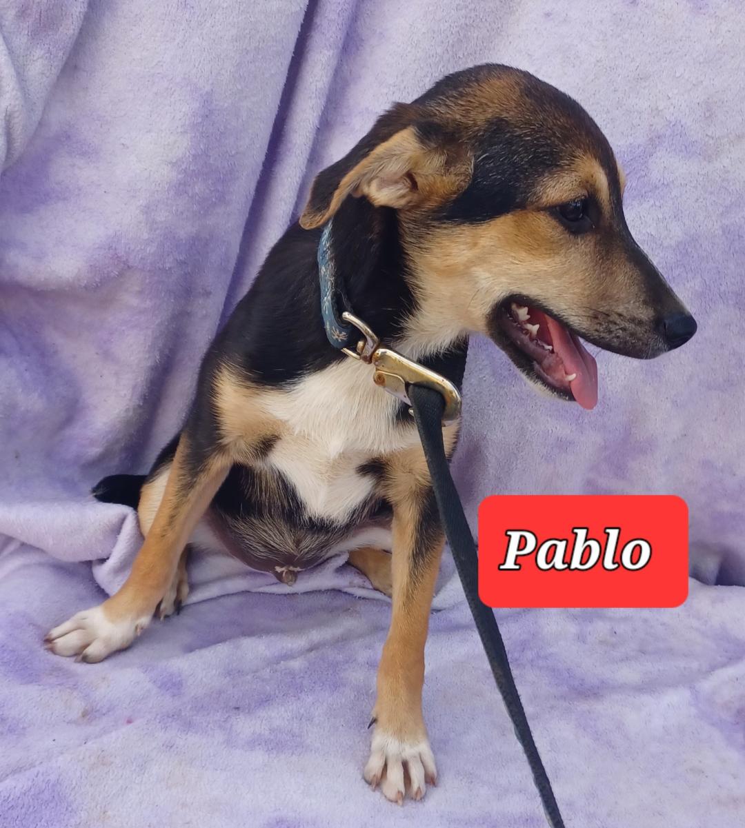 Pablo, Young Male Australian Shepherd