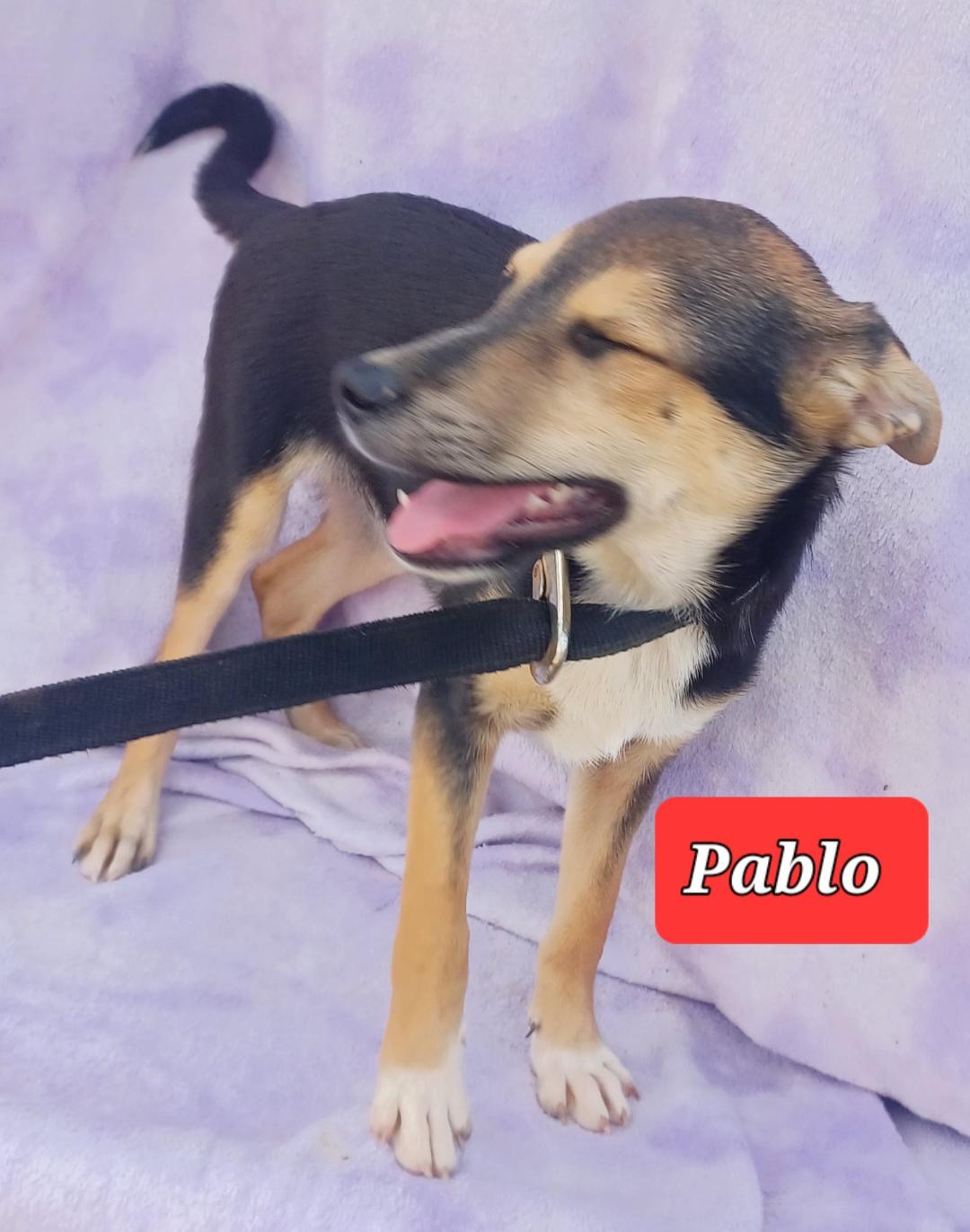 Enlarge Pablo, a Adoptable mixed breed in Mena, AR image 2/2