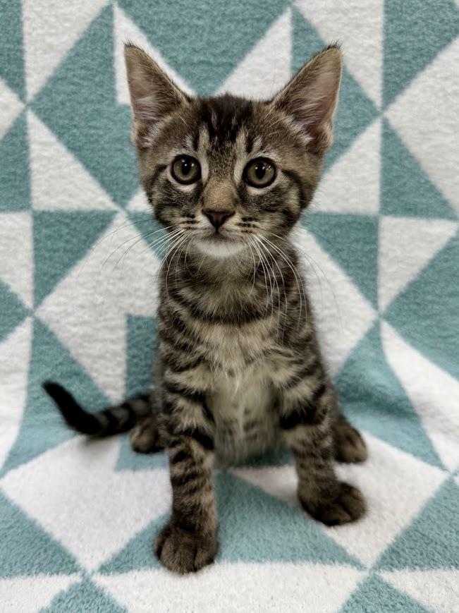Enlarge Sloop, an adopted Domestic Short Hair in Columbus, OH image 3/4