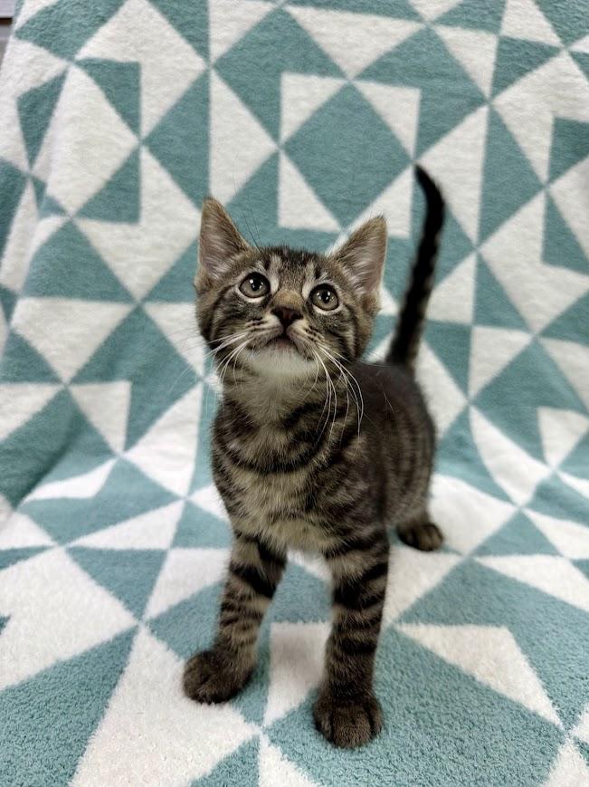 Enlarge Sloop, an adopted Domestic Short Hair in Columbus, OH image 2/4