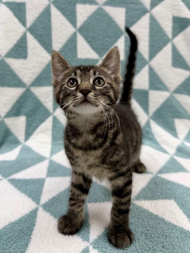 Sloop, adopted, Kitten Male Domestic Short Hair.