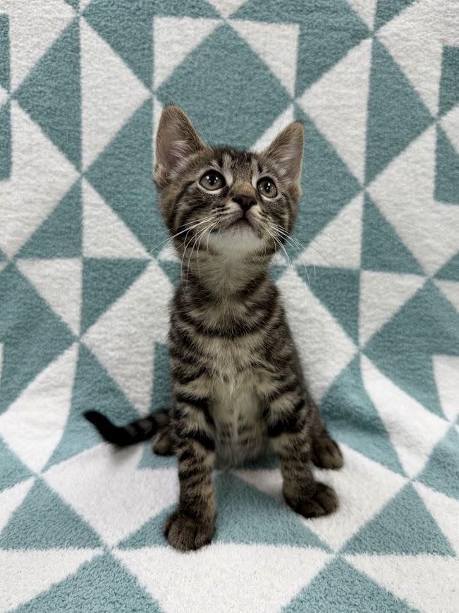 Enlarge Sloop, an adopted Domestic Short Hair in Columbus, OH image 4/4