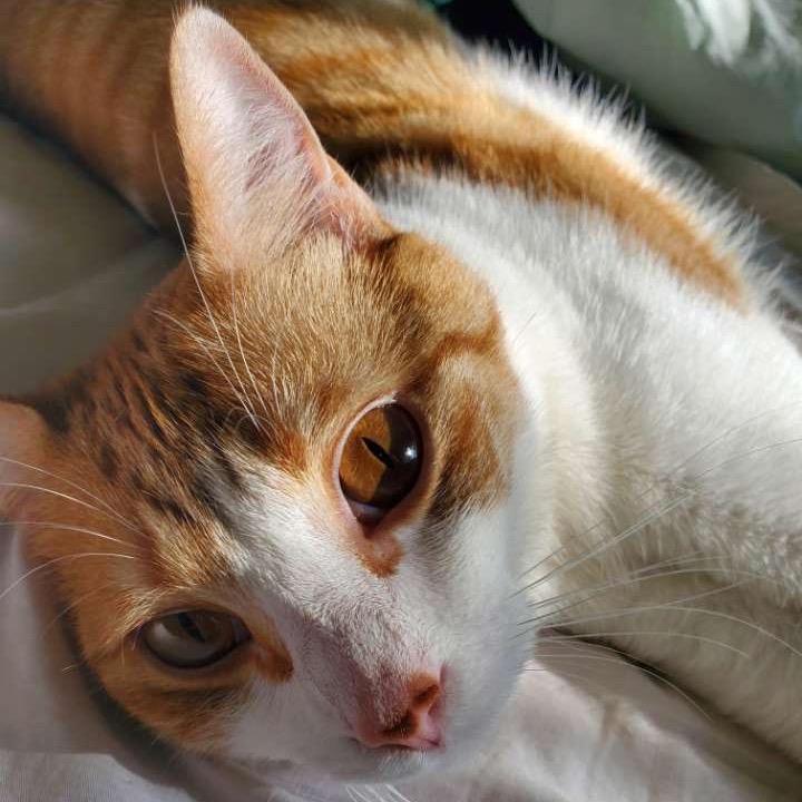 Enlarge Haze, a Adoptable Domestic Short Hair in Madison, WI image 4/6