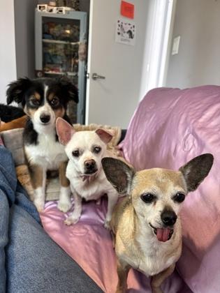 Gecko, Adoptable, Adult Male Chihuahua & Mixed Breed.