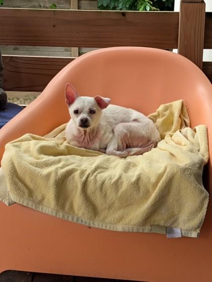 Gecko, Adoptable, Adult Male Chihuahua & Mixed Breed.