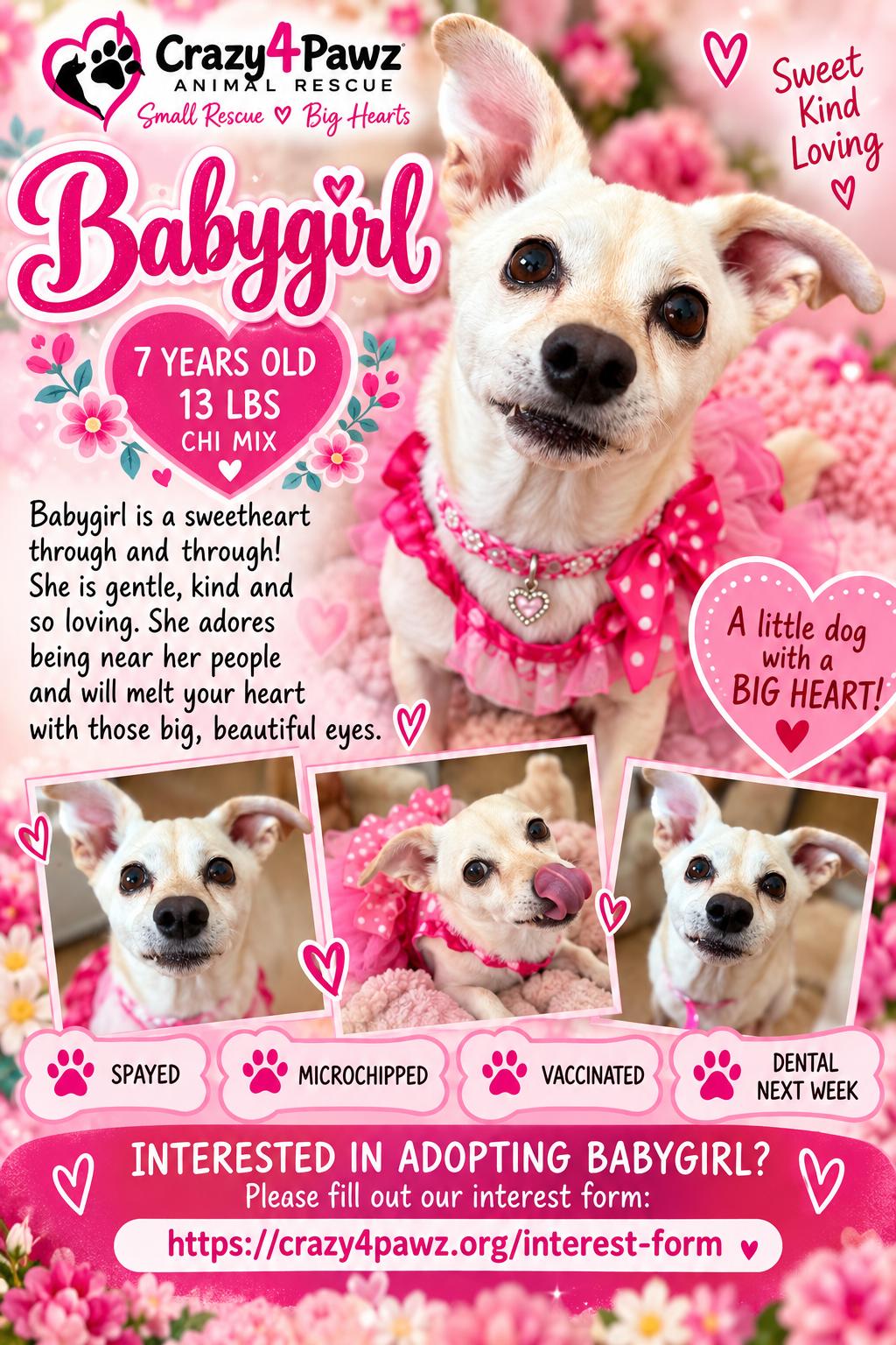 Enlarge Babygirl, a Adoptable Chihuahua in Henderson, NV image 1/4