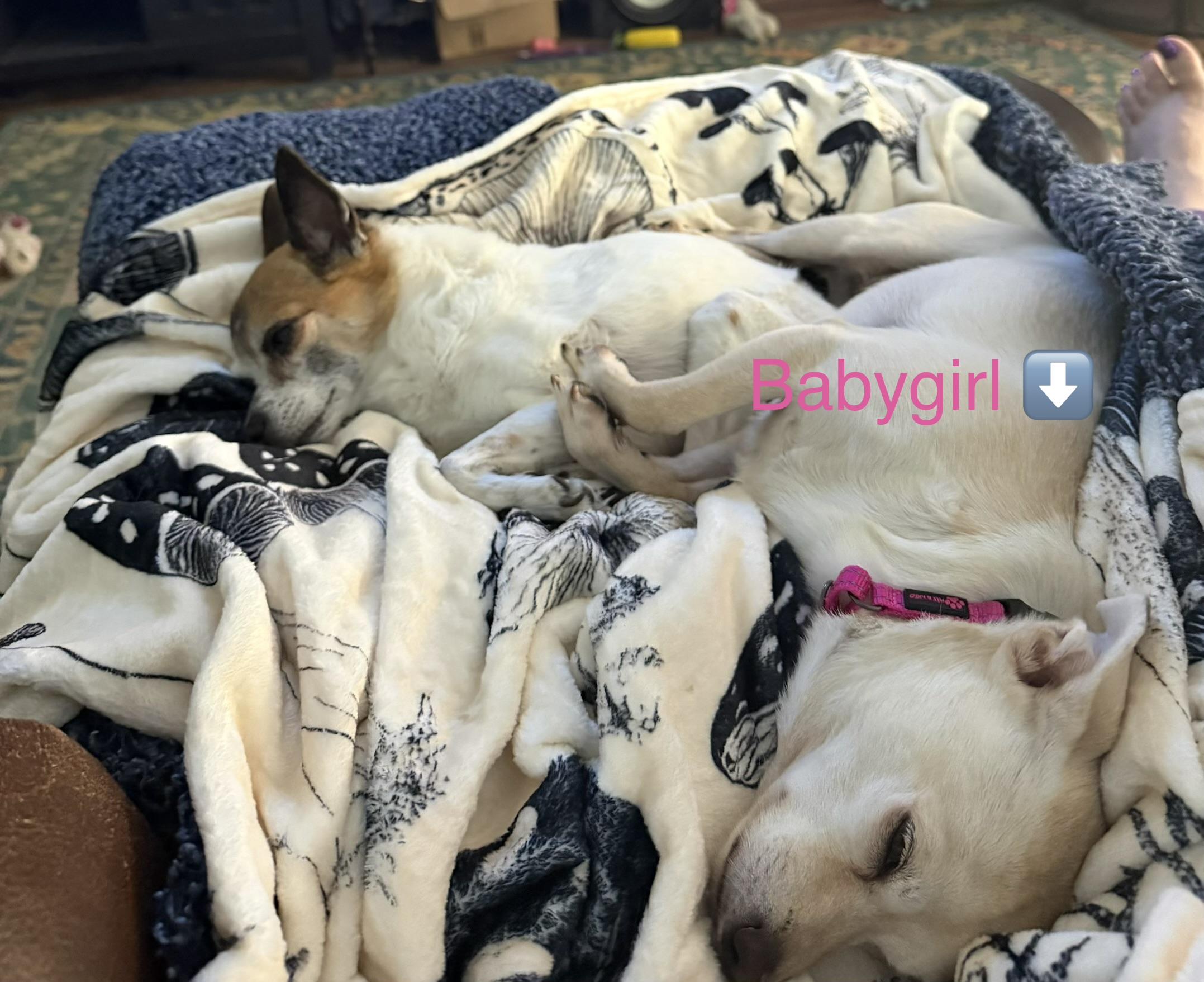 Enlarge Babygirl, a Adoptable Chihuahua in Henderson, NV image 2/4