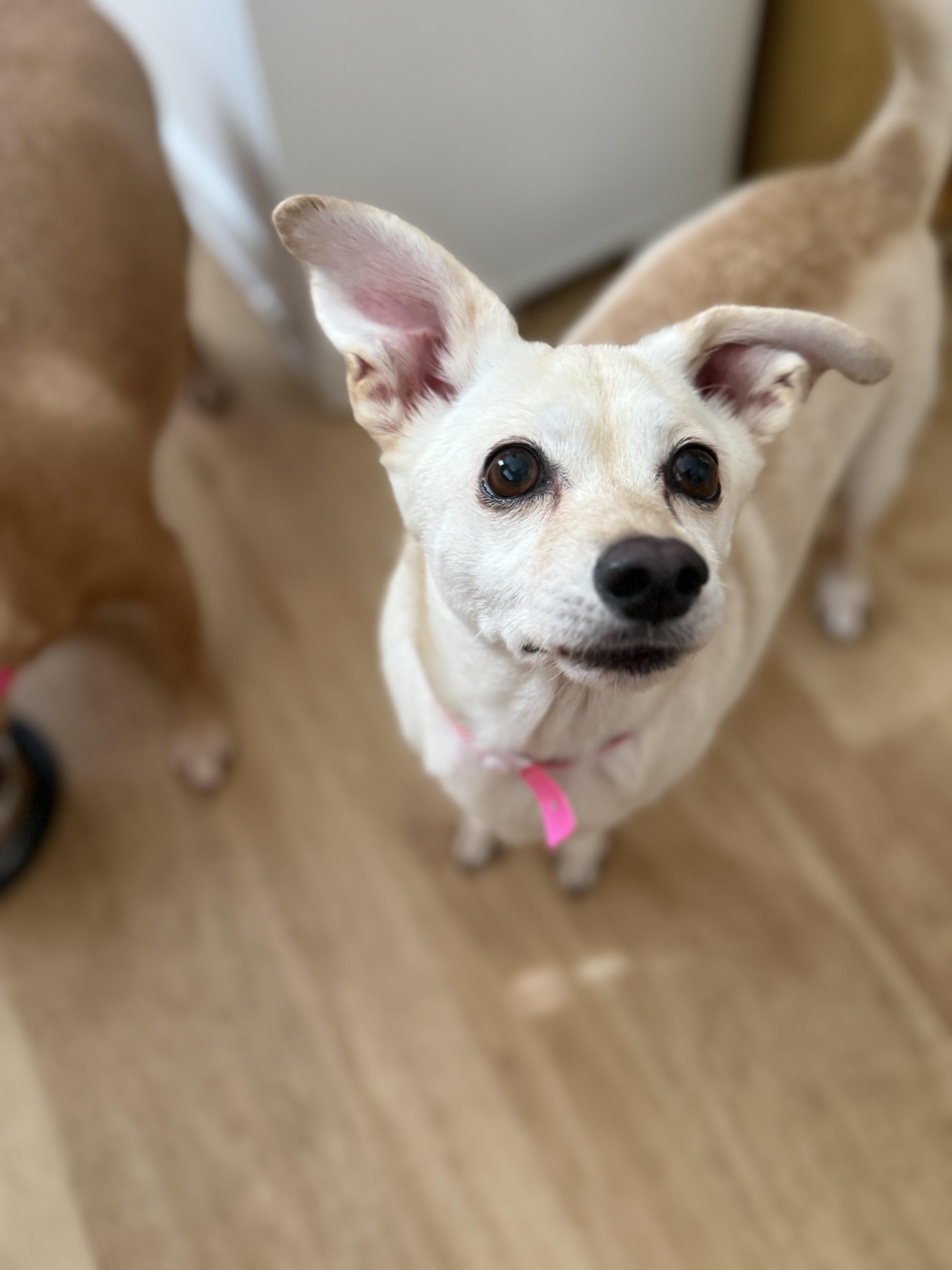 Enlarge Babygirl, a Adoptable Chihuahua in Henderson, NV image 3/4