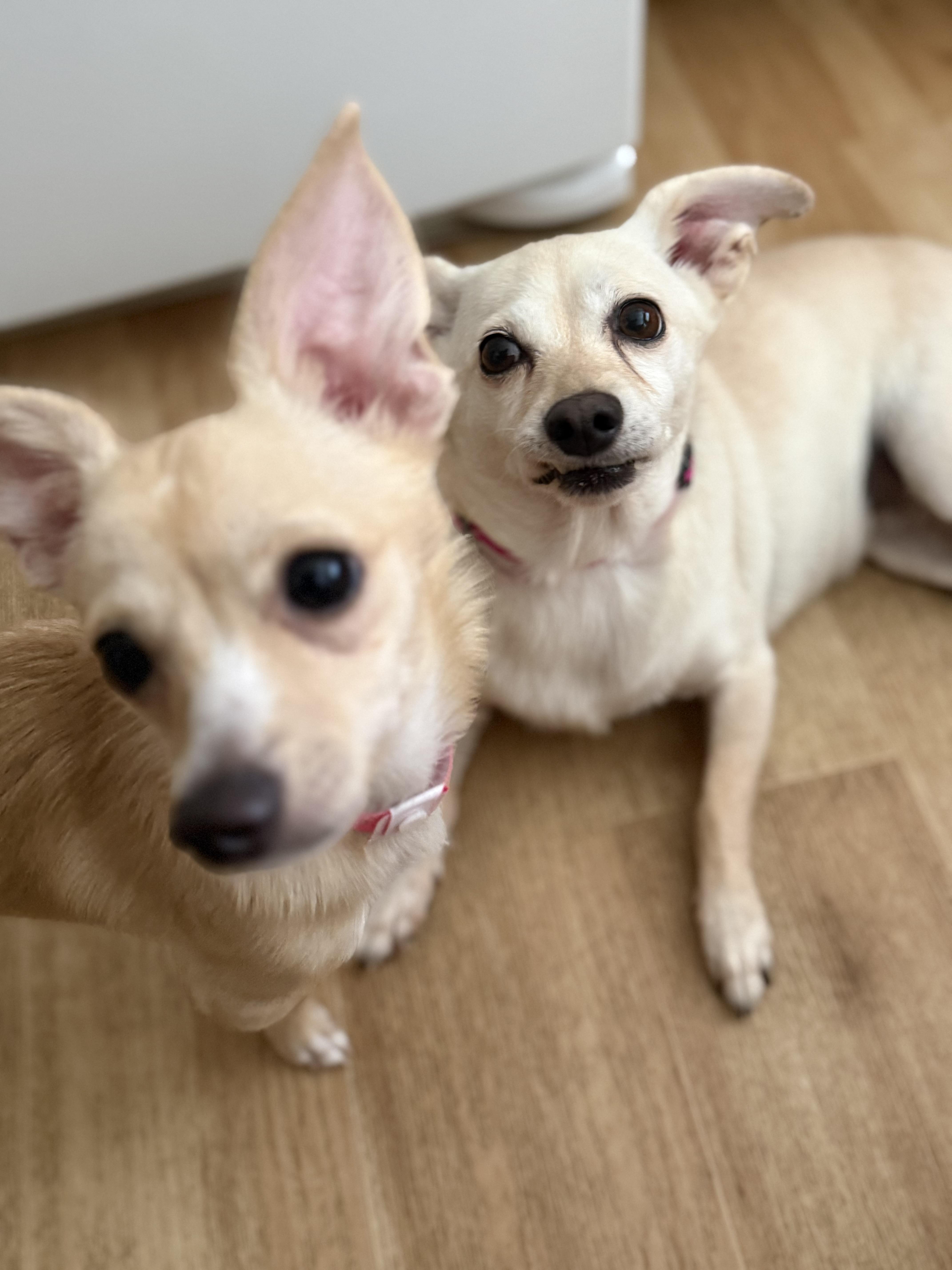 Enlarge Babygirl, a Adoptable Chihuahua in Henderson, NV image 4/4