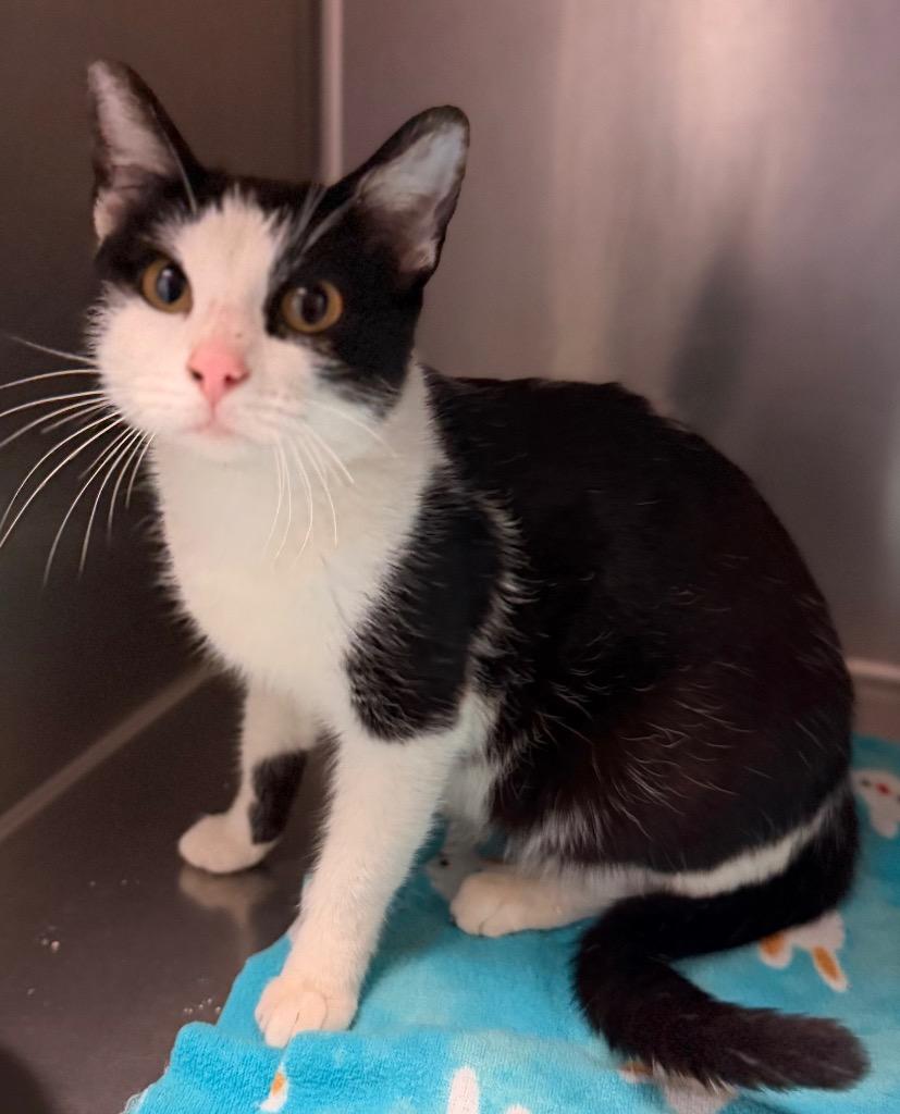 Didi, ADOPTABLE, Kitten Female Domestic Short Hair.