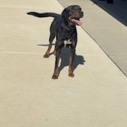 Sampson, ADOPTABLE, Adult Male Rottweiler & Mixed Breed.
