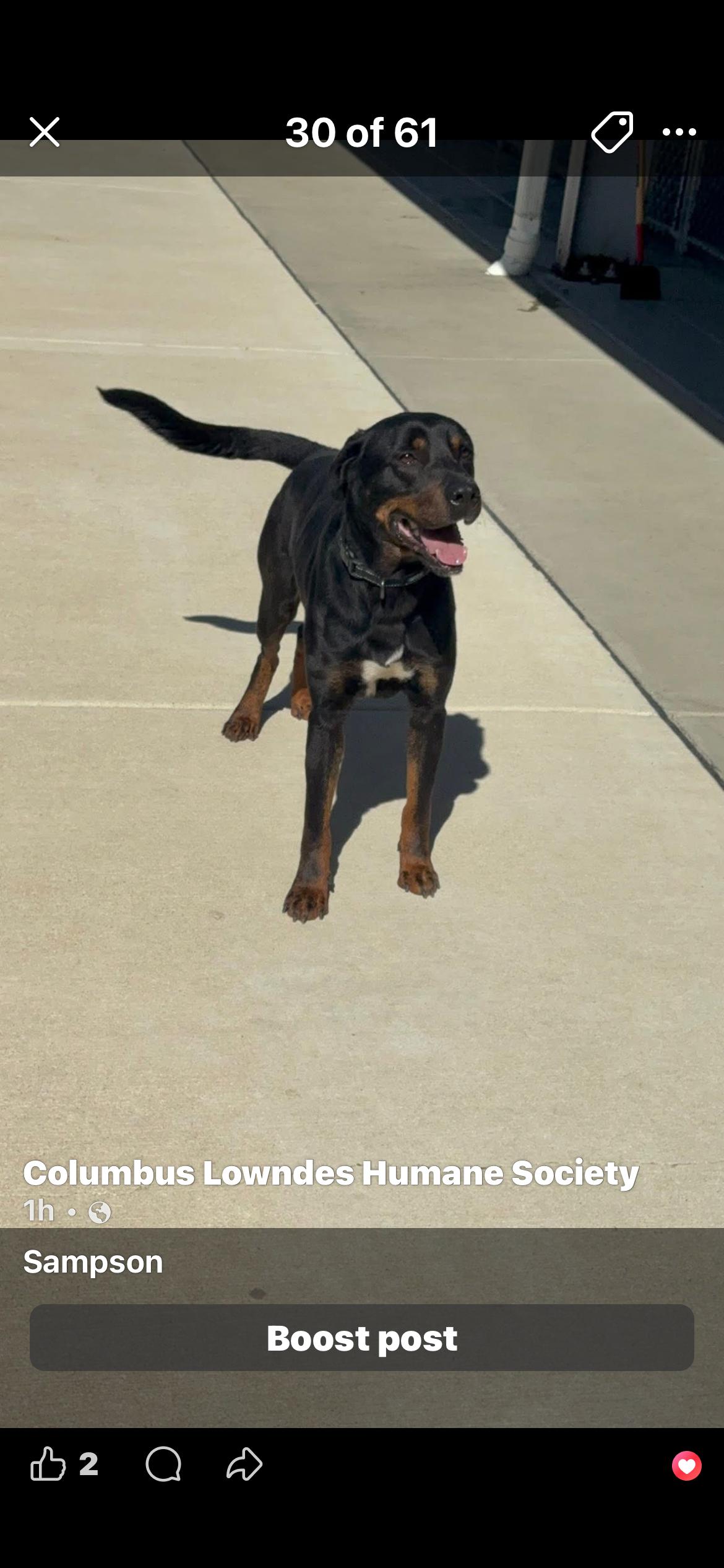 Sampson, ADOPTABLE, Adult Male Rottweiler.