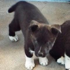 Marigold — thumbnail 2