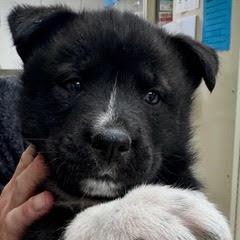 Marigold — thumbnail 3