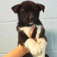 Marigold — thumbnail 4