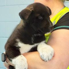 Marigold — thumbnail 5