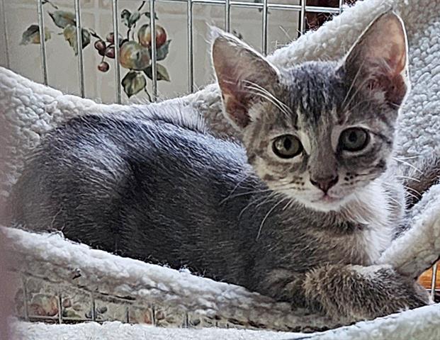 Enlarge Susie, an adopted Domestic Short Hair in Columbus, IN image 1/1