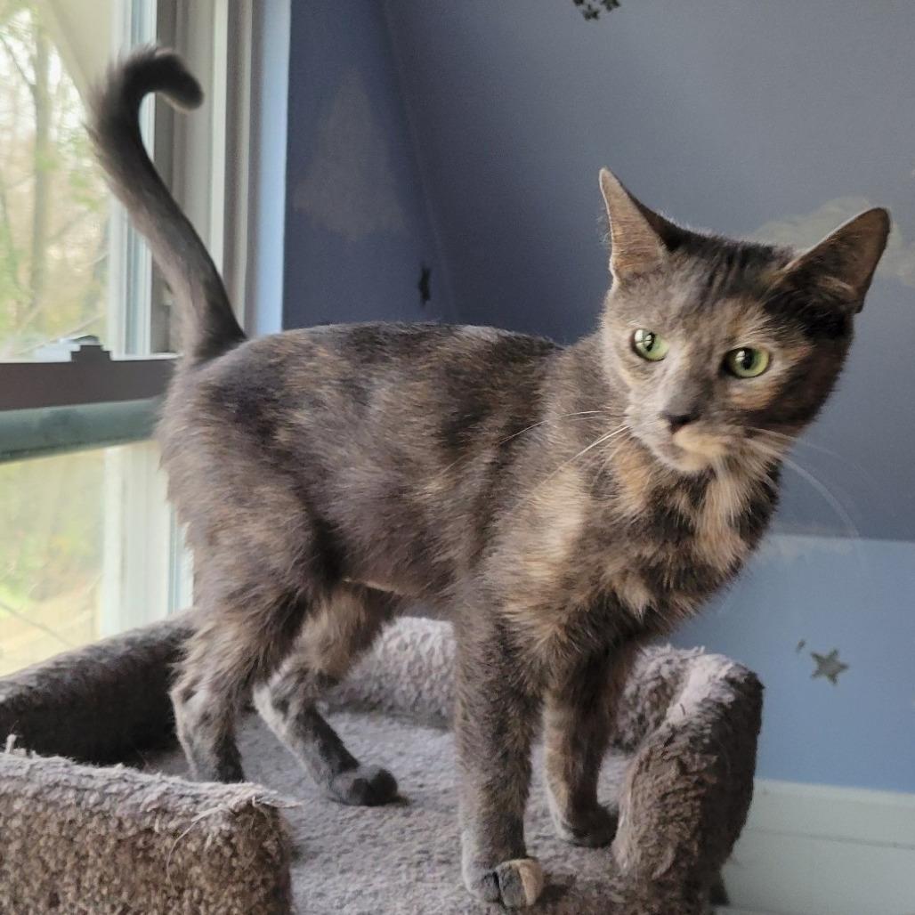 Enlarge Hush Up Puppie (FeLV+), a Adoptable Domestic Short Hair in Carmel, IN image 1/2