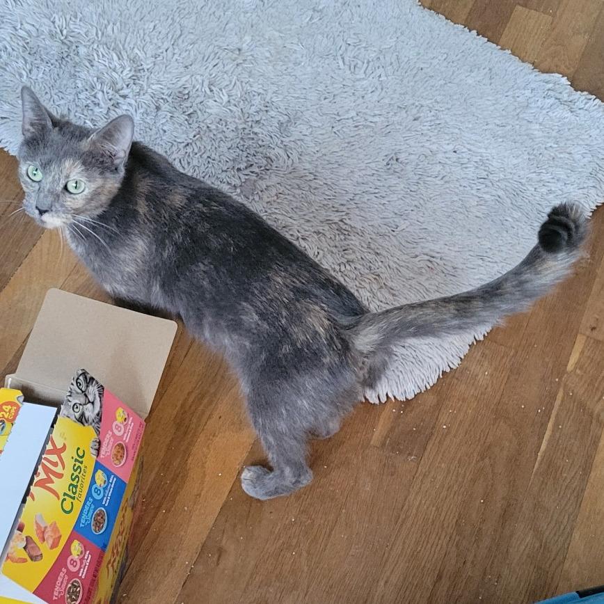 Enlarge Hush Up Puppie (FeLV+), a Adoptable Domestic Short Hair in Carmel, IN image 2/2