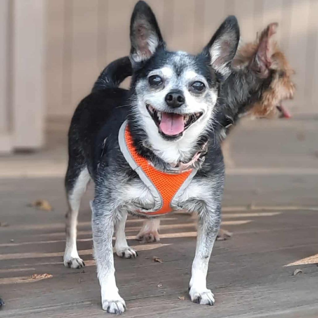 Enlarge Elvira, a Adoptable mixed breed in Olathe, KS image 1/6