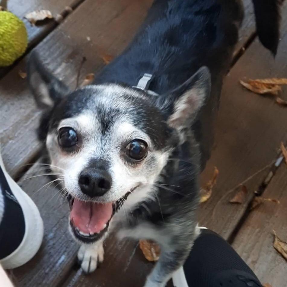 Enlarge Elvira, a Adoptable mixed breed in Olathe, KS image 3/6