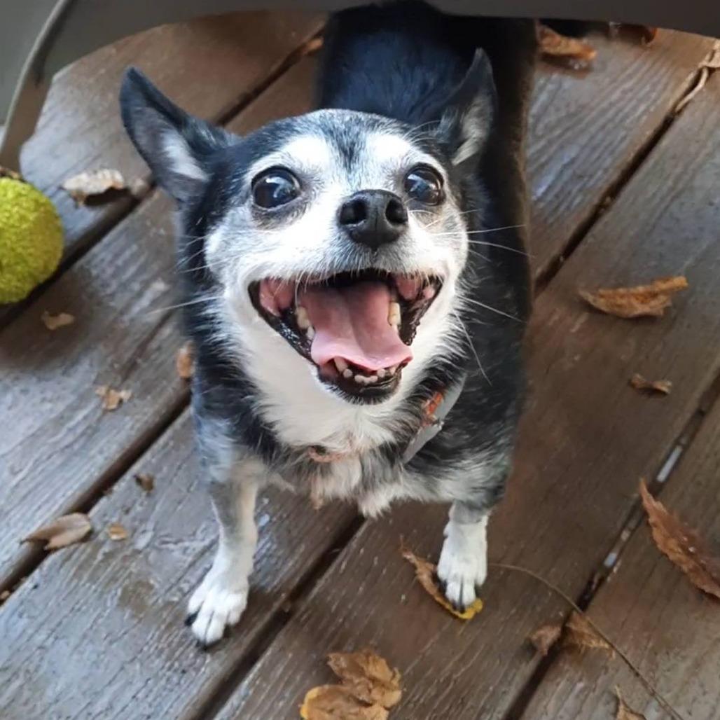 Enlarge Elvira, a Adoptable mixed breed in Olathe, KS image 4/6