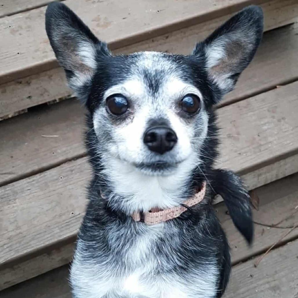 Enlarge Elvira, a Adoptable mixed breed in Olathe, KS image 5/6