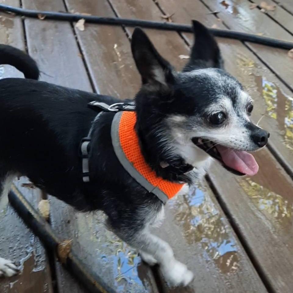 Enlarge Elvira, a Adoptable mixed breed in Olathe, KS image 6/6