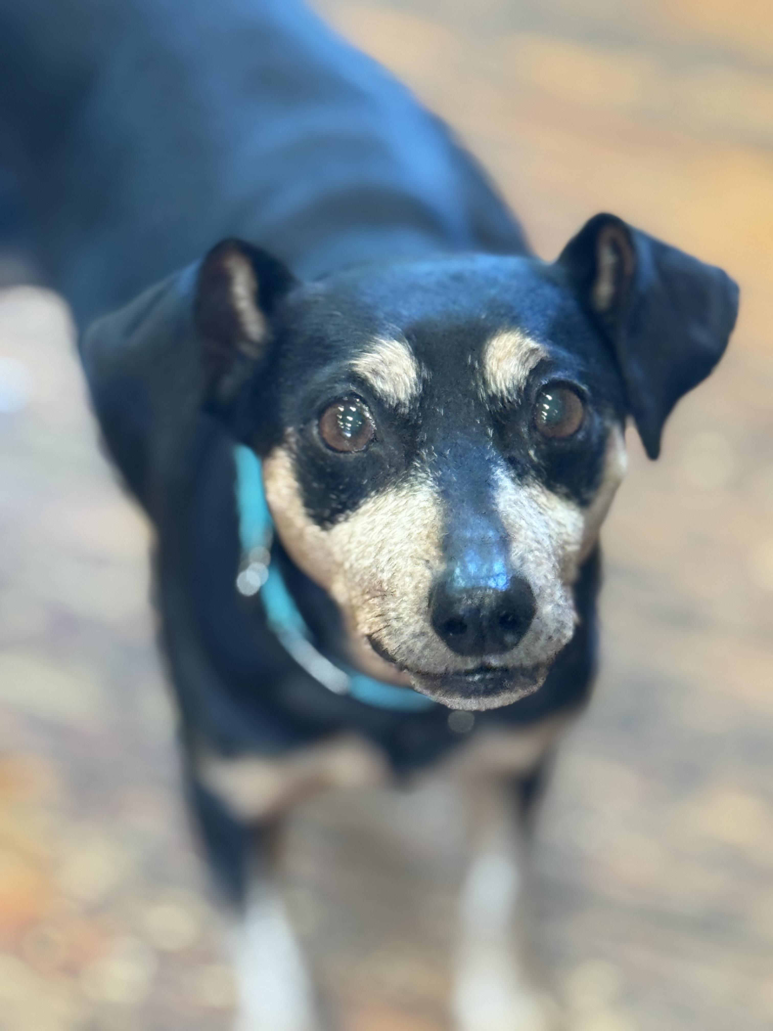 Carrie, Adopted, Adult Female Miniature Pinscher.