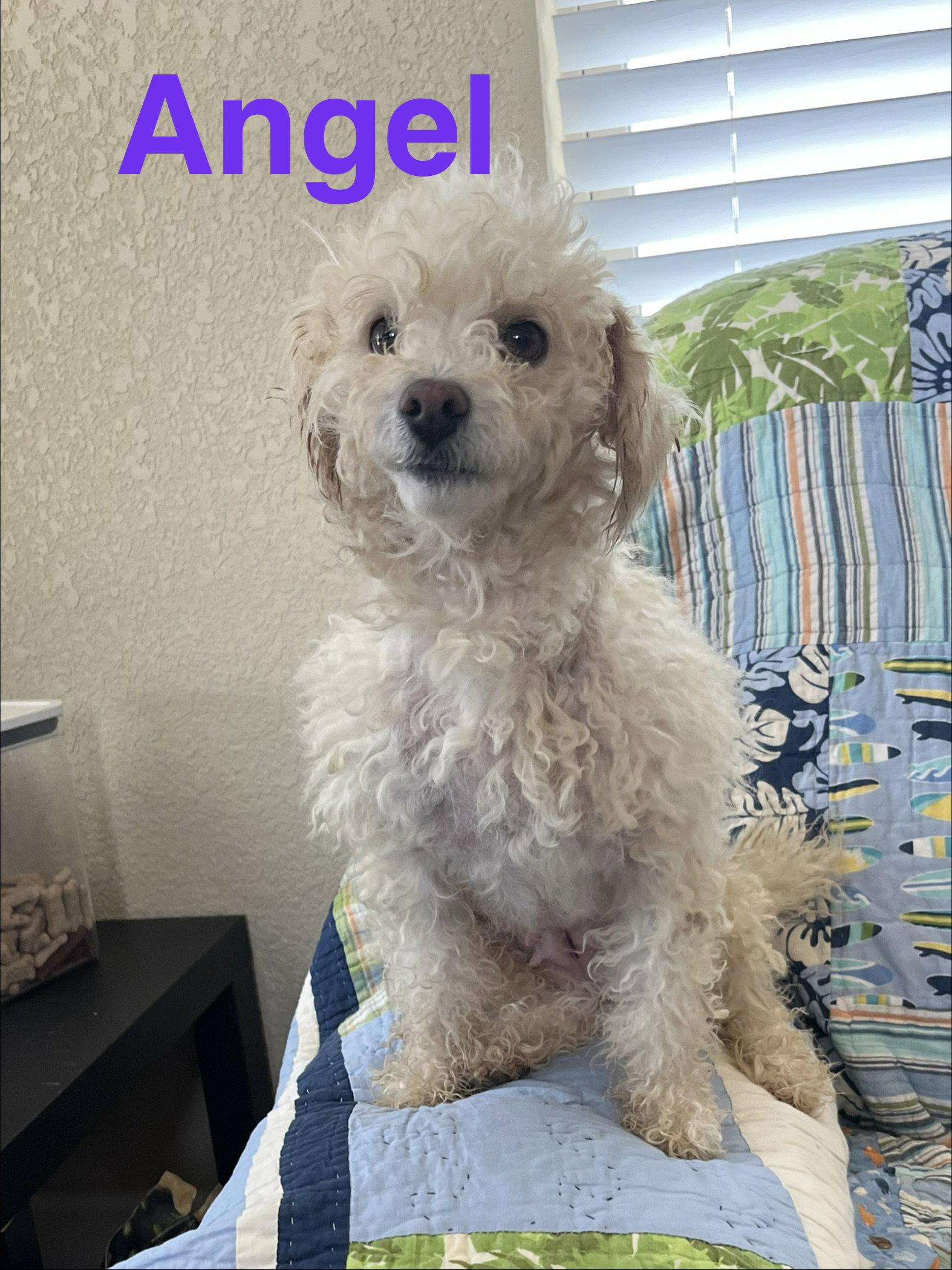 Enlarge Angel, a Adopted Poodle in Pipe Creek, TX image 3/3