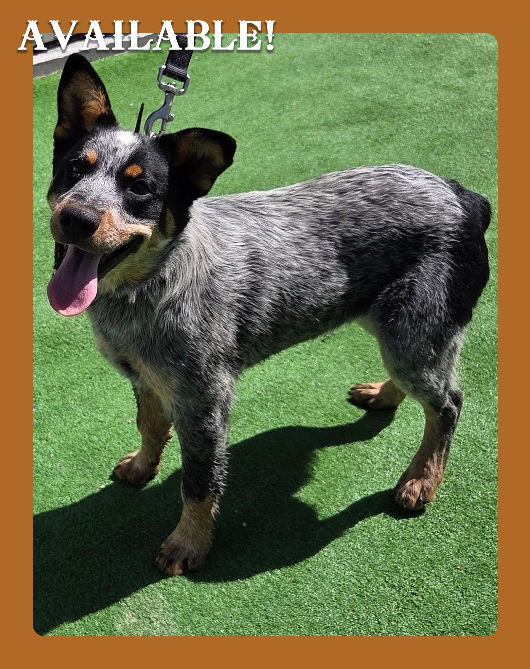 Shelby, Baby Male Australian Cattle Dog / Blue Heeler