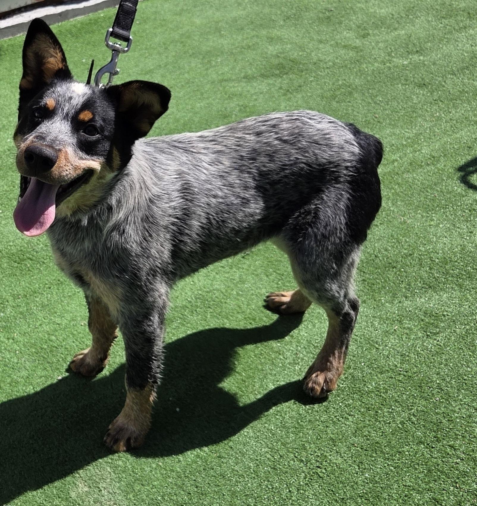 Enlarge Shelby, a Adopted Australian Cattle Dog / Blue Heeler in Scottsdale, AZ image 2/4