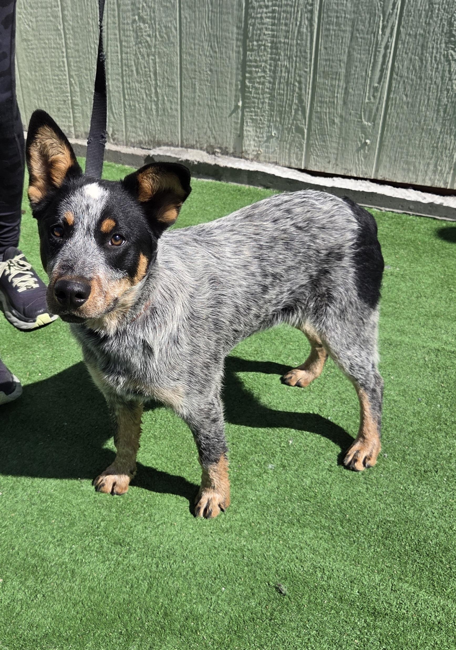 Enlarge Shelby, a Adopted Australian Cattle Dog / Blue Heeler in Scottsdale, AZ image 3/4