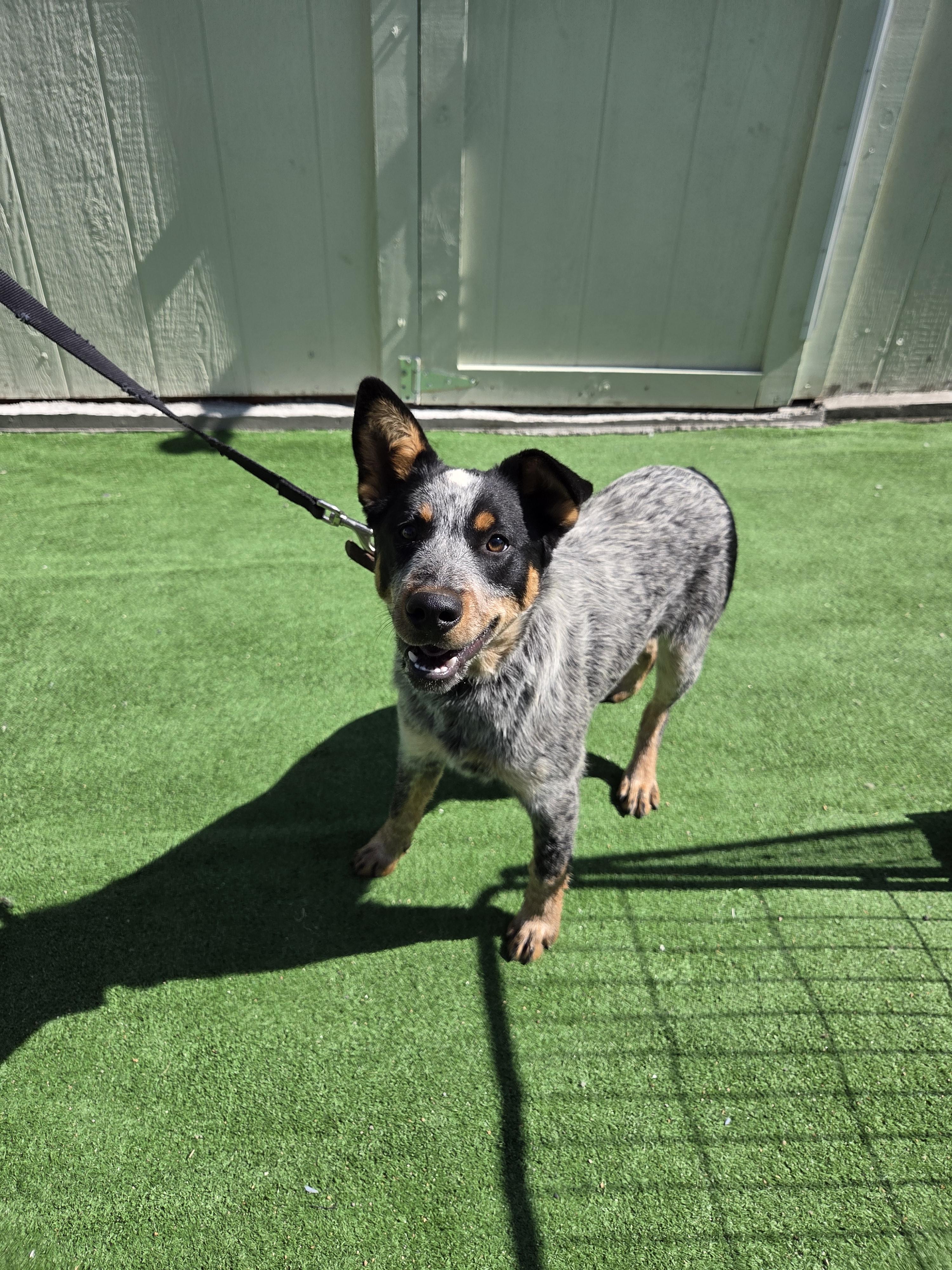 Enlarge Shelby, a Adopted Australian Cattle Dog / Blue Heeler in Scottsdale, AZ image 4/4
