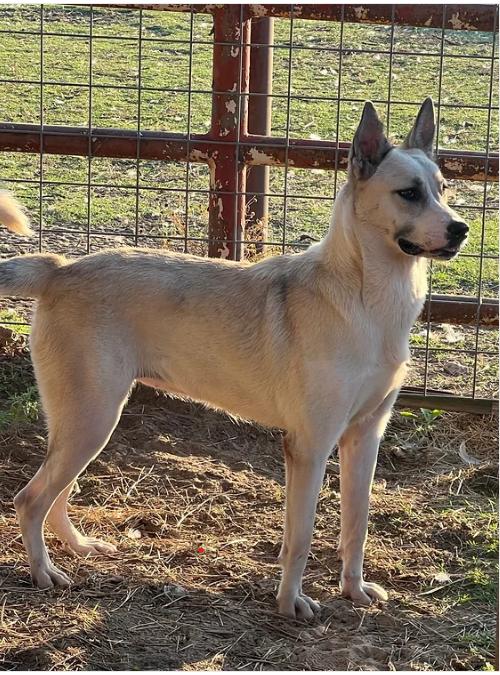 Daenerys, Adult Female Husky