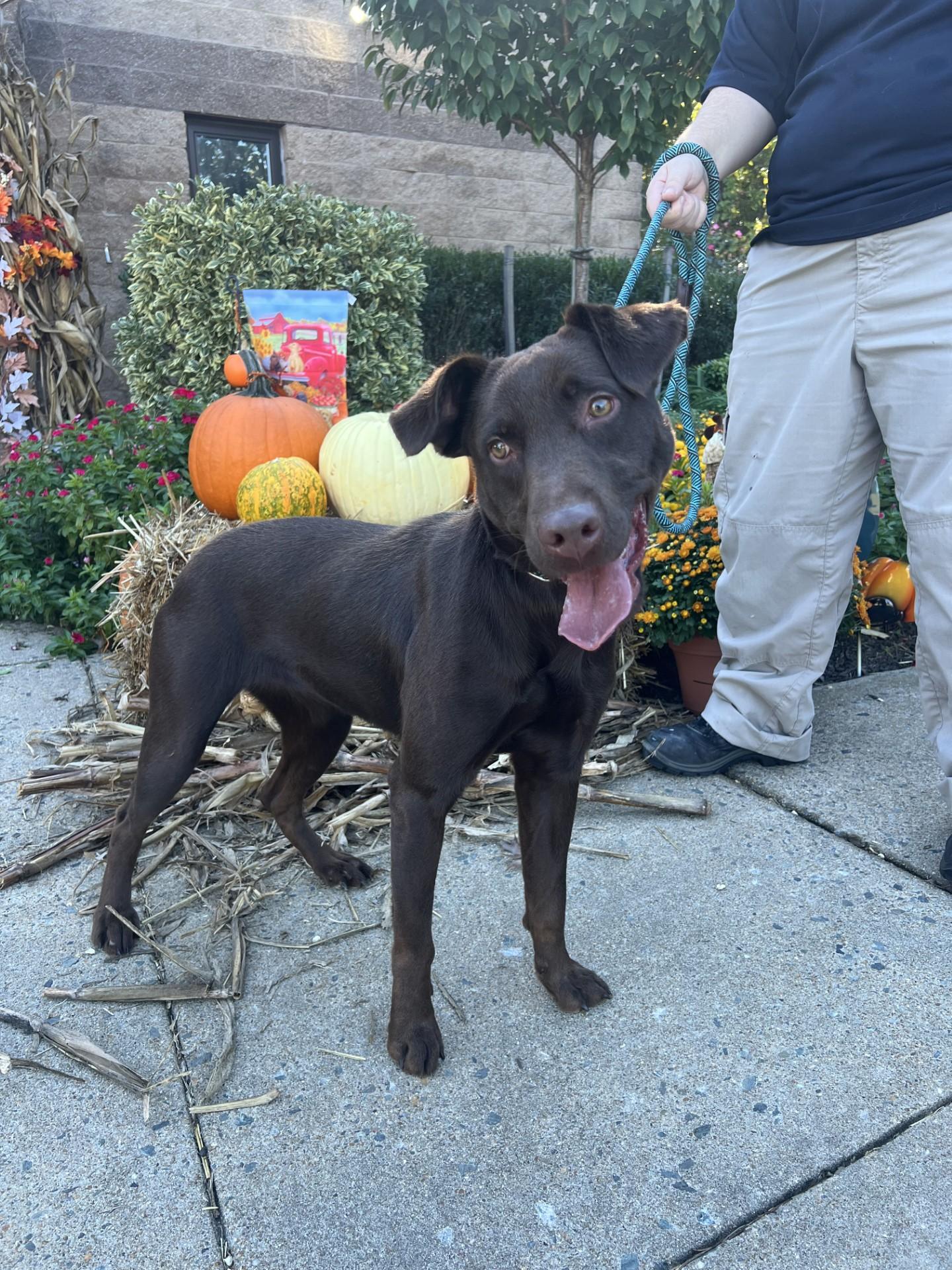 Ginger, Adoptable, Young Female Pointer.