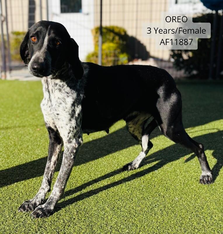 Oreo, Adoptable, Adult Female Treeing Walker Coonhound.