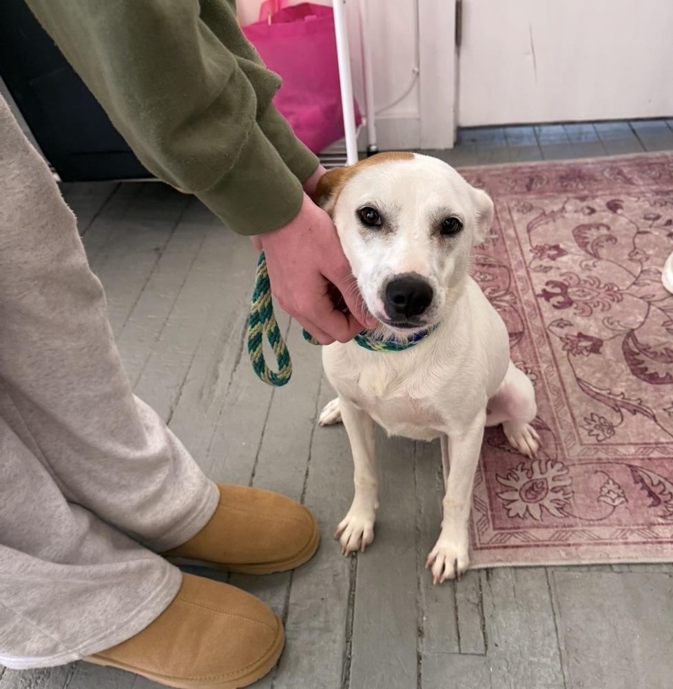 Enlarge Cam Camalion, a Adoptable mixed breed in Saugus, MA image 1/5