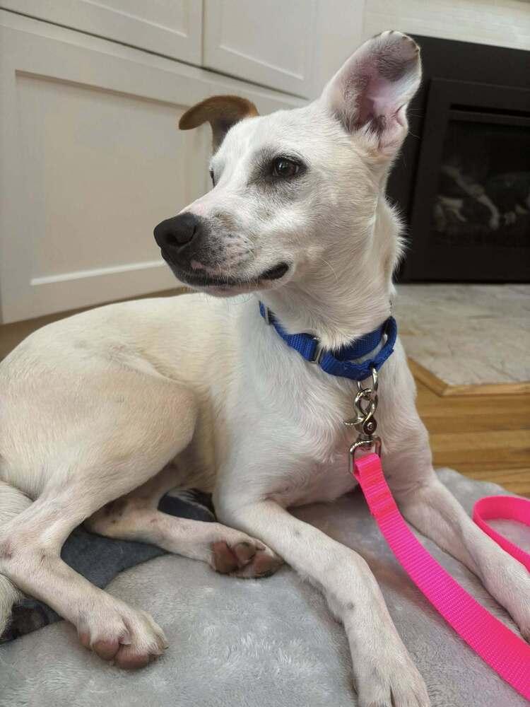 Cam Camalion, Adoptable, Adult Male Rat Terrier & Beagle.