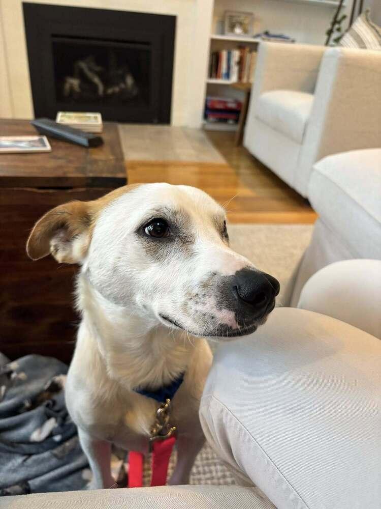 Cam Camalion, a Adoptable mixed breed in Saugus, MA image 2/4