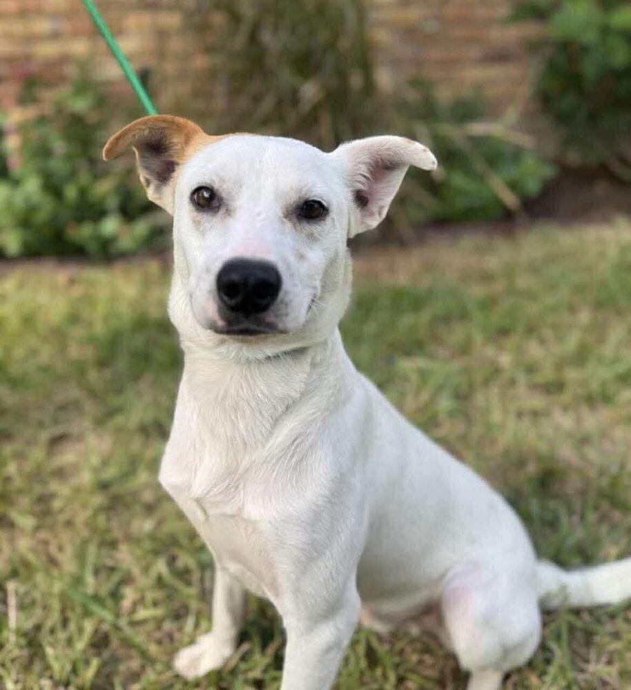 Cam Camalion, a Adoptable mixed breed in Saugus, MA image 3/4