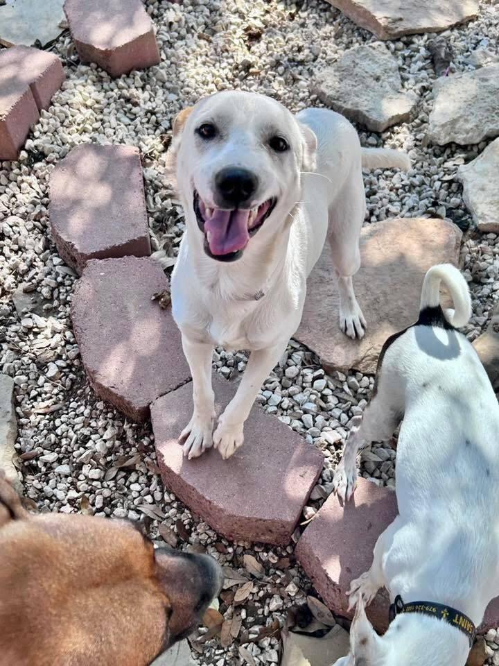 Cam Camalion, a Adoptable mixed breed in Saugus, MA image 4/4