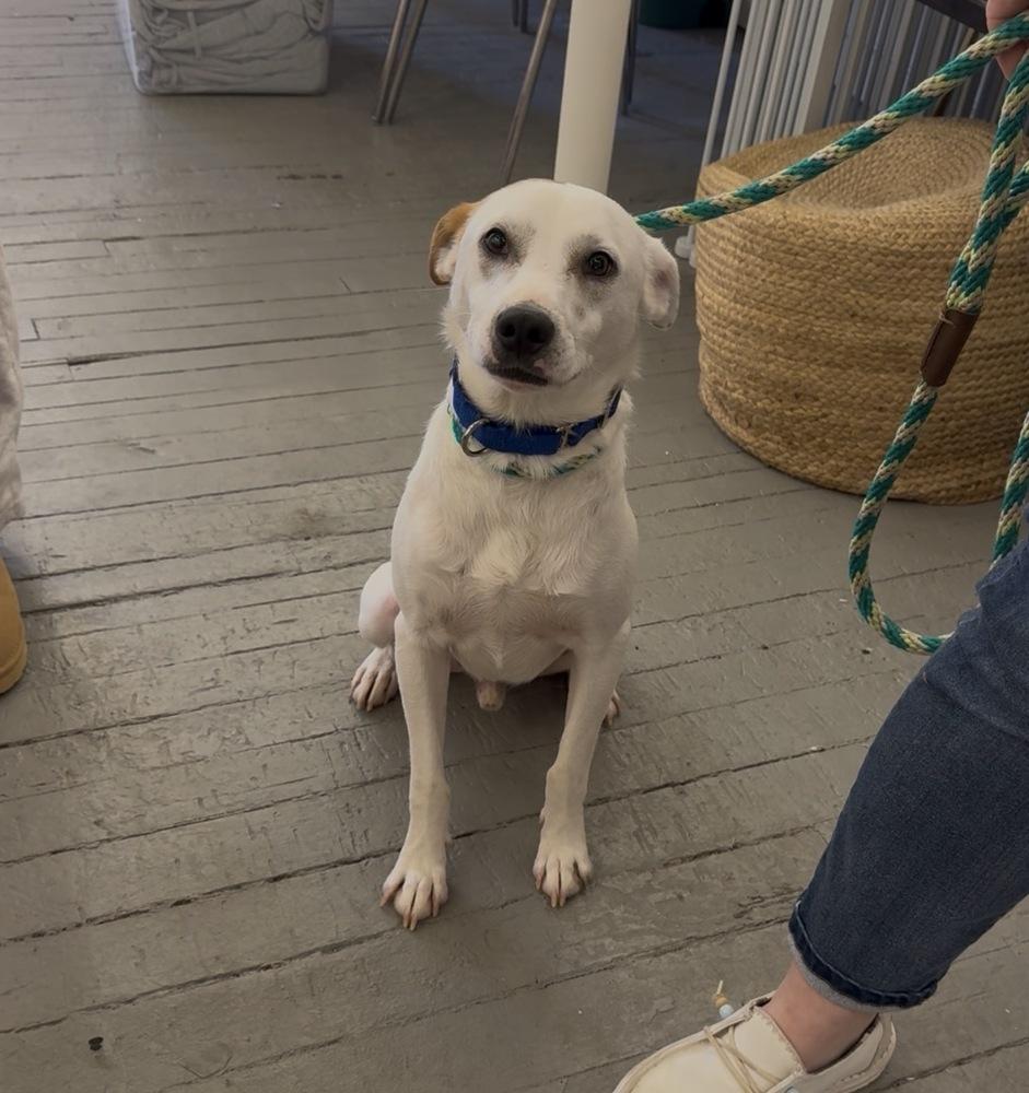 Enlarge Cam Camalion, a Adoptable mixed breed in Saugus, MA image 4/5