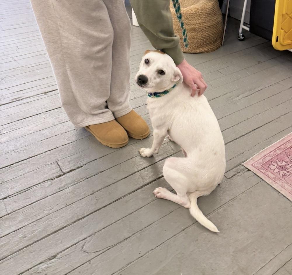Enlarge Cam Camalion, a Adoptable mixed breed in Saugus, MA image 5/5