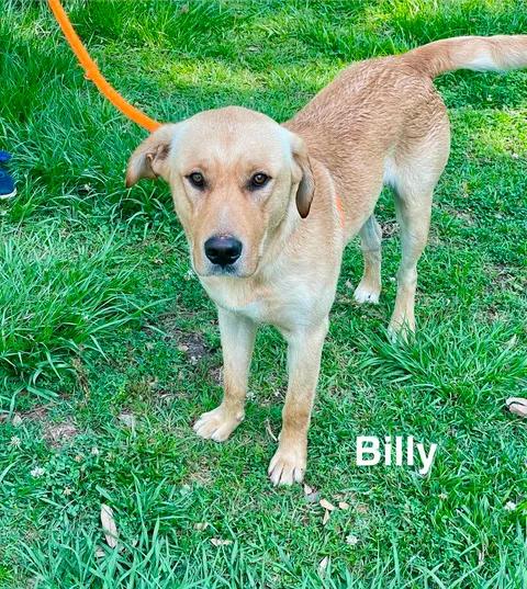 BILLY, a ADOPTABLE mixed breed in Madisonville, LA image 4/5
