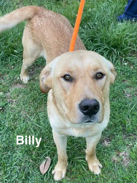 BILLY, a ADOPTABLE mixed breed in Madisonville, LA image 3/5