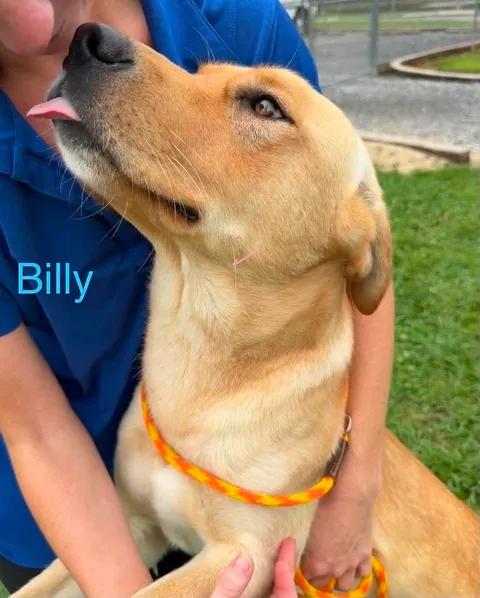 BILLY, a ADOPTABLE mixed breed in Madisonville, LA image 2/5
