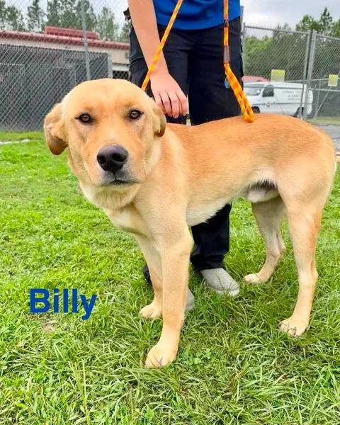BILLY, a ADOPTABLE mixed breed in Madisonville, LA image 5/5