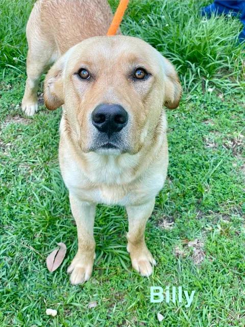 BILLY, ADOPTABLE, Young Male Yellow Labrador Retriever & Golden Retriever.