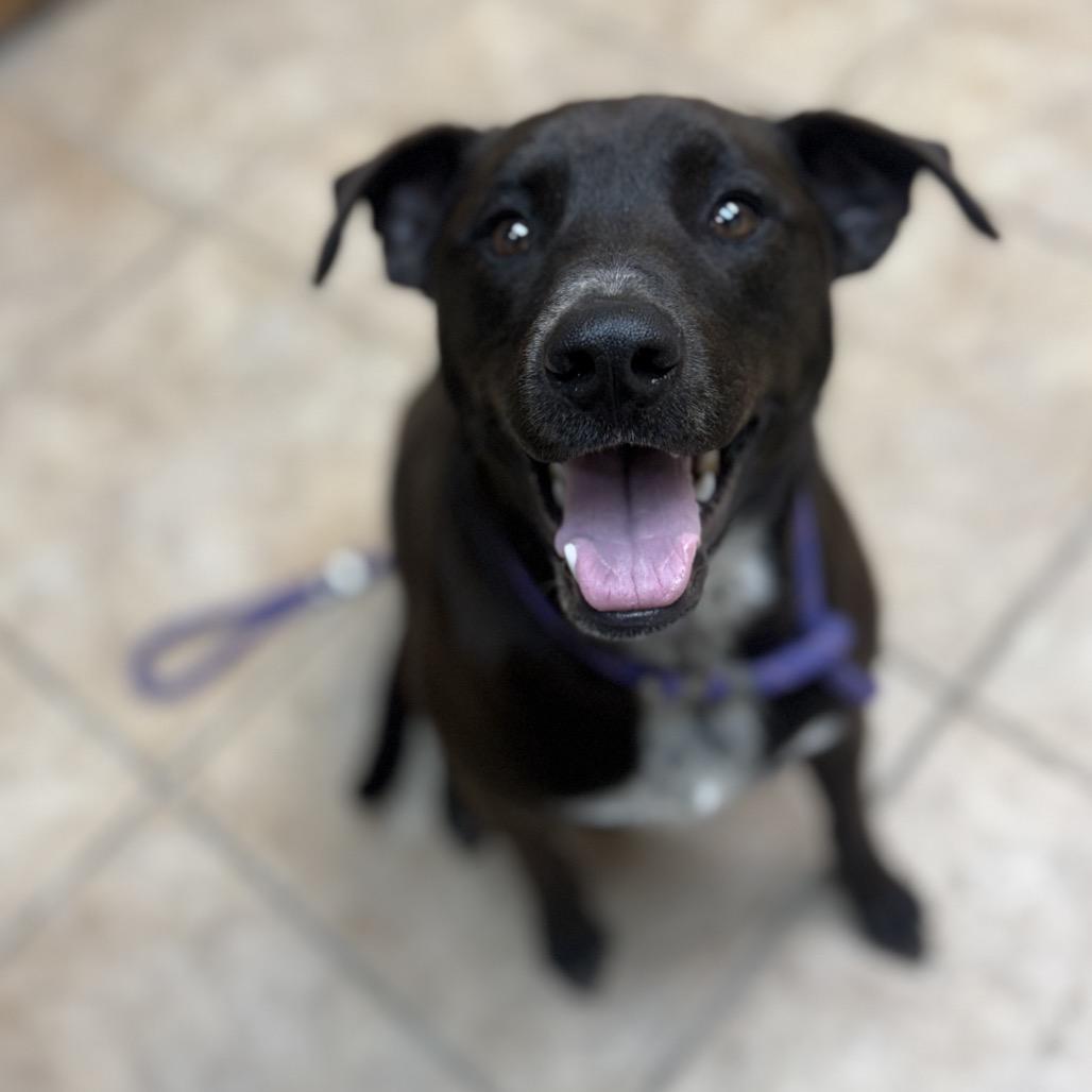 Rexx, Adoptable, Adult Male Chocolate Labrador Retriever & Border Collie.